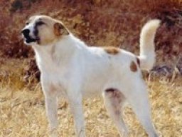 Bedouin shepherd dog